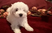 Prissy , a female Maltese for sale in Summer Shade, KY – 4 of 6