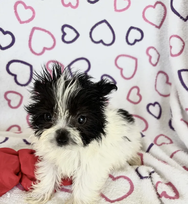 Skye – Maltipom puppy for sale in Summer Shade, KY