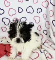 Skye, a female Maltipom for sale in Summer Shade, KY – 7 of 8
