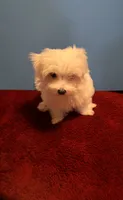 REDUCED Dynamite , a male Maltese for sale in Summer Shade, KY – 3 of 6