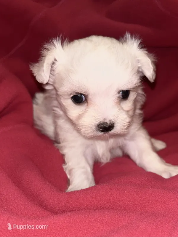 Willow  – Maltese puppy for sale in Summer Shade, KY