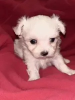 Willow , a female Maltese for sale in Summer Shade, KY – 1 of 4