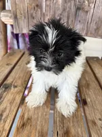 Lilac, a female Maltipom for sale in Summer Shade, KY – 3 of 7