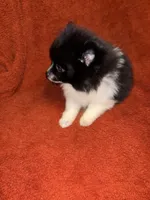 Black Parti , a male Pomeranian for sale in Summer Shade, KY – 2 of 7