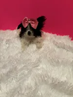 Tiny Skye, a female Maltipom for sale in Summer Shade, KY – 4 of 8