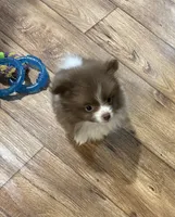 Chocolate parti , a male Pomeranian for sale in Summer Shade, KY – 4 of 6