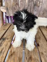 Lilac, a female Maltipom for sale in Summer Shade, KY – 7 of 7