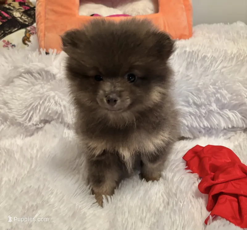 Brandy – Pomeranian puppy for sale in Summer Shade, KY