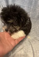 Gentle Ben, a male Poodle - Toy  for sale in Summer Shade, KY – Photo 2 of 5