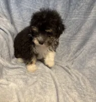 Gentle Ben, a male Poodle - Toy  for sale in Summer Shade, KY – Photo 4 of 5