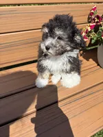 REDUCED Gentle Ben, a male Poodle - Toy  for sale in Summer Shade, KY – Photo 7 of 8