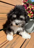 REDUCED Gentle Ben, a male Poodle - Toy  for sale in Summer Shade, KY – Photo 4 of 8