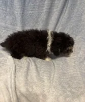 Gentle Ben, a male Poodle - Toy  for sale in Summer Shade, KY – Photo 5 of 5