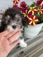 REDUCED Gentle Ben, a male Poodle - Toy  for sale in Summer Shade, KY – Photo 5 of 8