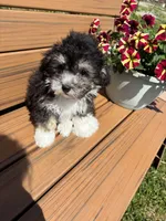 REDUCED Gentle Ben, a male Poodle - Toy  for sale in Summer Shade, KY – Photo 8 of 8