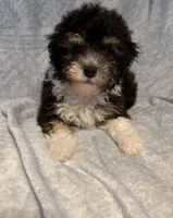 Gentle Ben, a male Poodle - Toy  for sale in Summer Shade, KY – Photo 3 of 5