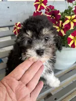 REDUCED Gentle Ben, a male Poodle - Toy  for sale in Summer Shade, KY – Photo 6 of 8