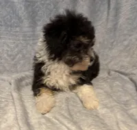 Gentle Ben, a male Poodle - Toy  for sale in Summer Shade, KY – Photo 1 of 5