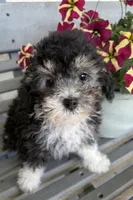 REDUCED Gentle Ben, a male Poodle - Toy  for sale in Summer Shade, KY – Photo 2 of 8