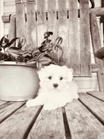 Handsome, a male Maltipoo for sale in Summer Shade, KY – 2 of 3