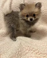 PENNY REDUCED. , a female Pomeranian for sale in Summer Shade, KY – 5 of 8