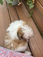 Precious , a female Mal Shi for sale in Summer Shade, KY – 4 of 7