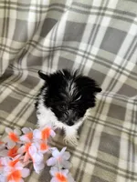 Lola, a female Maltipom for sale in Summer Shade, KY – 5 of 7