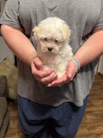 Little Bit , a female Maltipoo for sale in Summer Shade, KY – 6 of 6