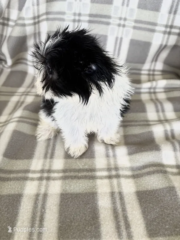 Tiny Parti Boy  – Maltipom puppy for sale in Summer Shade, KY