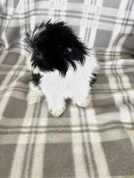 Parti Boy, a male Maltipom for sale in Summer Shade, KY – 4 of 8