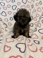 Delilah , a female Poodle - Toy  for sale in Summer Shade, KY – Photo 5 of 7