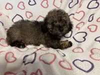 Delilah , a female Poodle - Toy  for sale in Summer Shade, KY – Photo 6 of 7