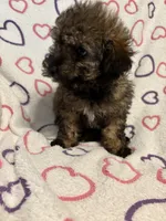 Delilah , a female Poodle - Toy  for sale in Summer Shade, KY – Photo 2 of 7