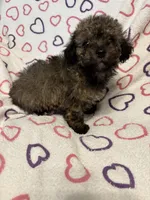 Delilah , a female Poodle - Toy  for sale in Summer Shade, KY – Photo 3 of 7