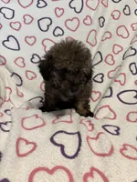 Delilah , a female Poodle - Toy  for sale in Summer Shade, KY – Photo 4 of 7