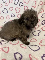 Delilah , a female Poodle - Toy  for sale in Summer Shade, KY – Photo 1 of 7