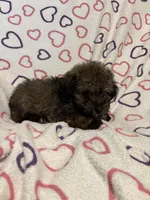 Delilah , a female Poodle - Toy  for sale in Summer Shade, KY – Photo 7 of 7