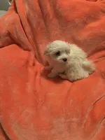 Snowball utd pix. REDUCED , a male Maltese for sale in Summer Shade, KY – 9 of 10