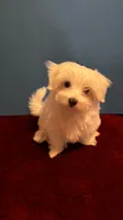 REDUCED Dynamite , a male Maltese for sale in Summer Shade, KY – 4 of 6