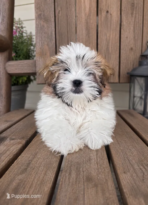 HAPPY.   – Mal Shi puppy for sale in Summer Shade, KY