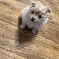 Fluffy, a male Pomeranian for sale in Summer Shade, KY – Photo 3 of 3