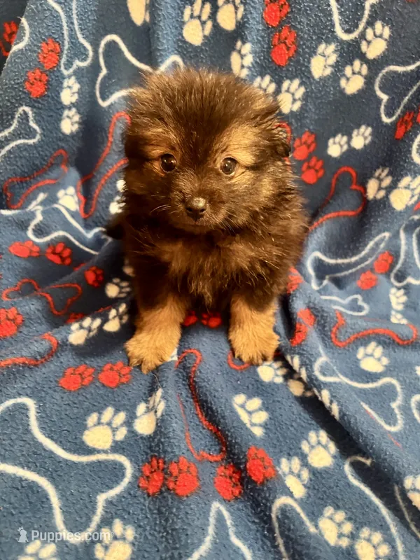 Fluffy  – Pomeranian puppy for sale in Summer Shade, KY