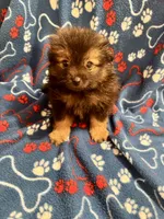 Fluffy , a male Pomeranian for sale in Summer Shade, KY – 1 of 7