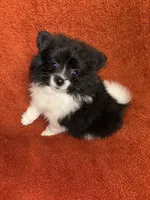 Black Parti , a male Pomeranian for sale in Summer Shade, KY – 1 of 7