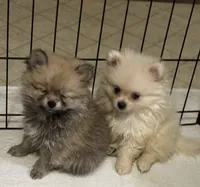 Penny, a female Pomeranian for sale in Summer Shade, KY – 7 of 8