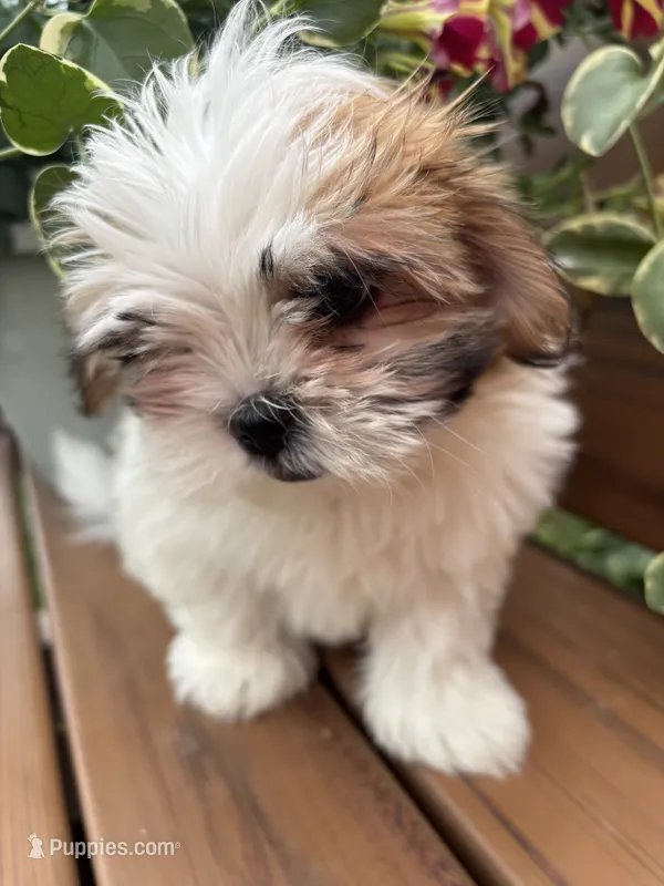Precious  – Mal Shi puppy for sale in Summer Shade, KY