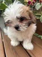 Precious , a female Mal Shi for sale in Summer Shade, KY – 1 of 7
