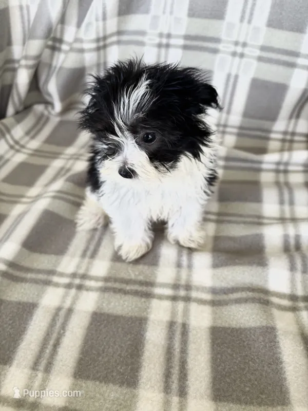 Parti Boy – Maltipom puppy for sale in Summer Shade, KY