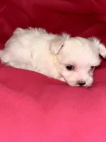 Willow , a female Maltese for sale in Summer Shade, KY – 2 of 4
