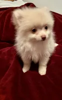 Mr Sherbet , a male Pomeranian for sale in Summer Shade, KY – 6 of 6